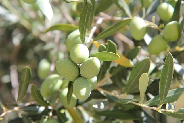 Terroir provençal typique du Pays Salonais