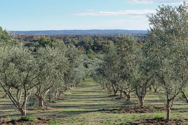 Paysage provençal typique de la région de Salon-de-Provence, oliviers et collines